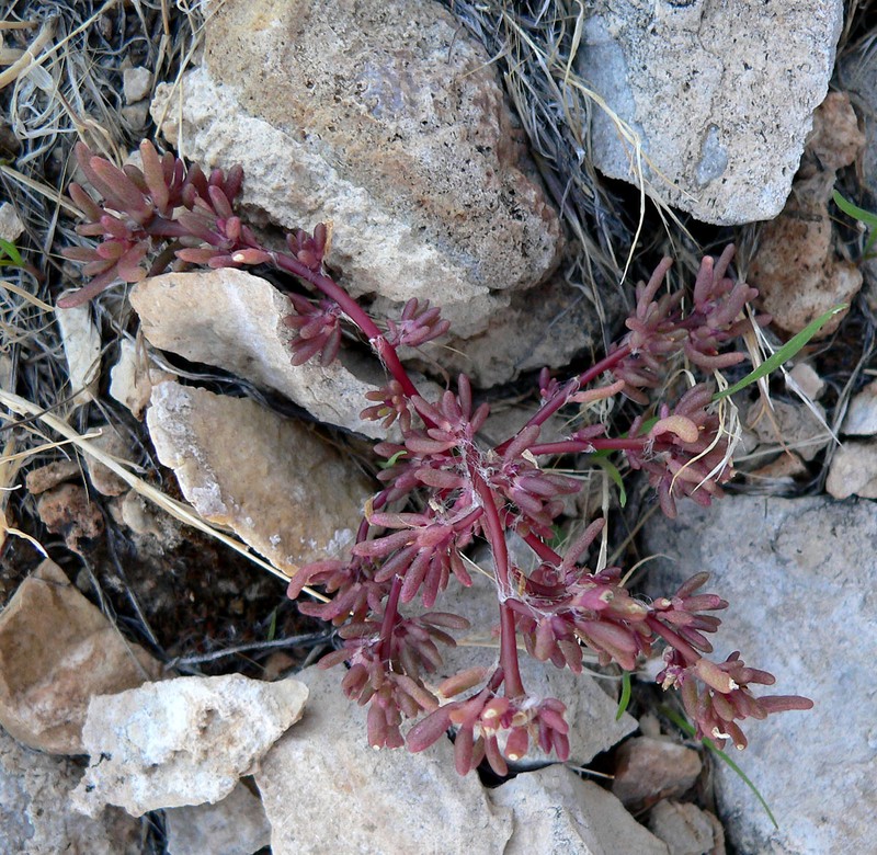 Silkcotton Purslane photo 2