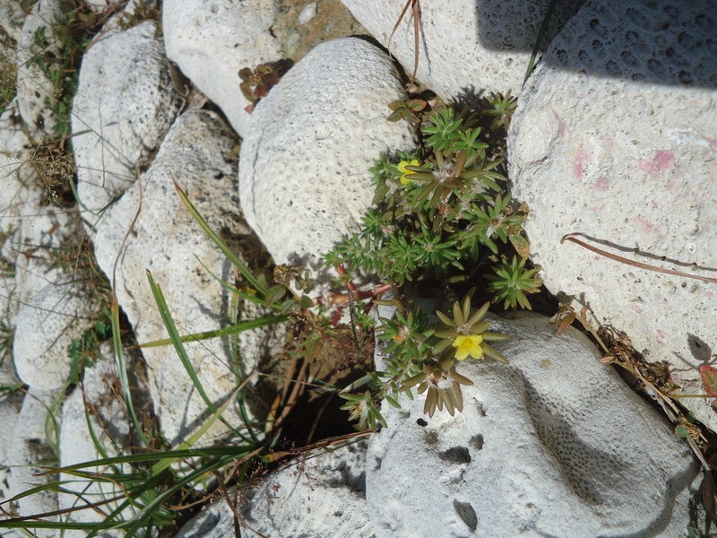Silkcotton Purslane photo 3