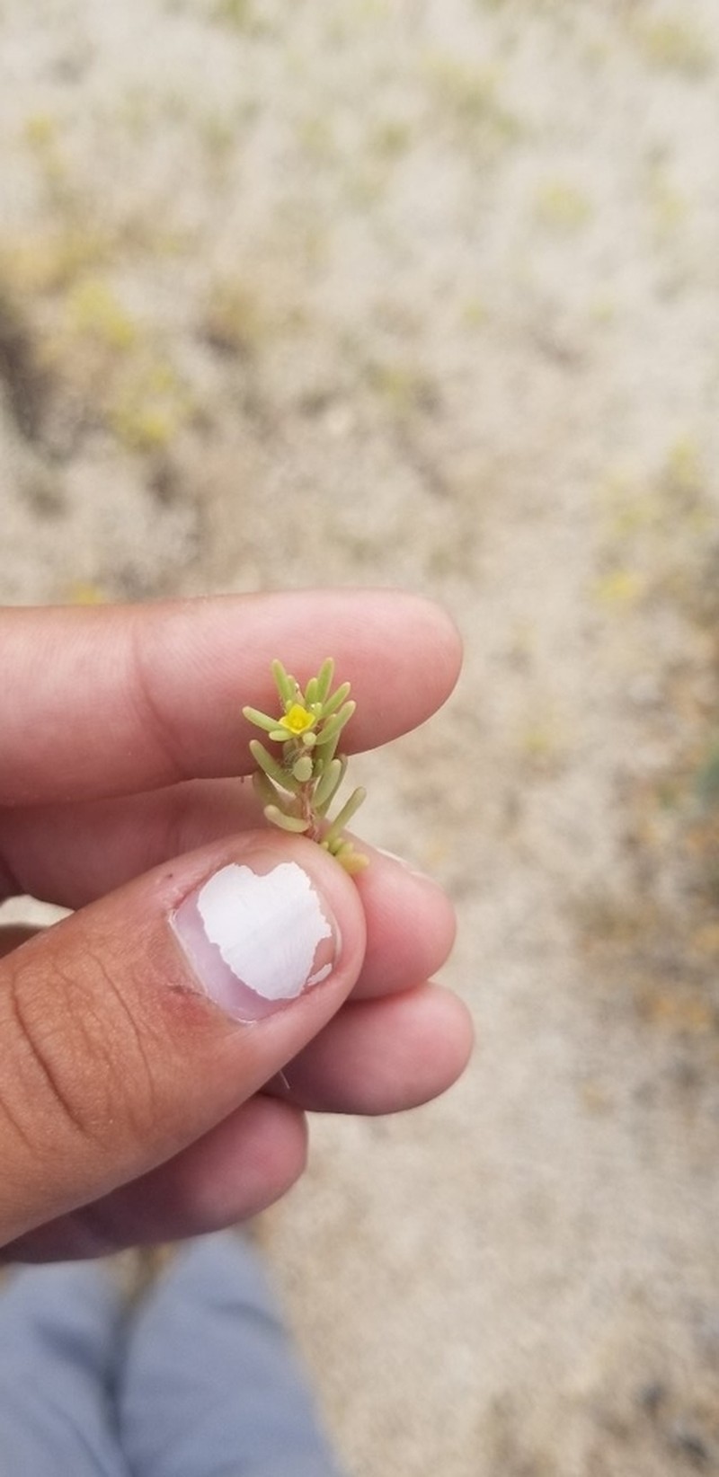 Silkcotton Purslane photo 4