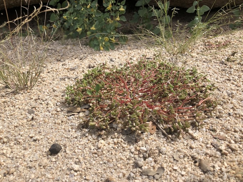 Silkcotton Purslane photo 5