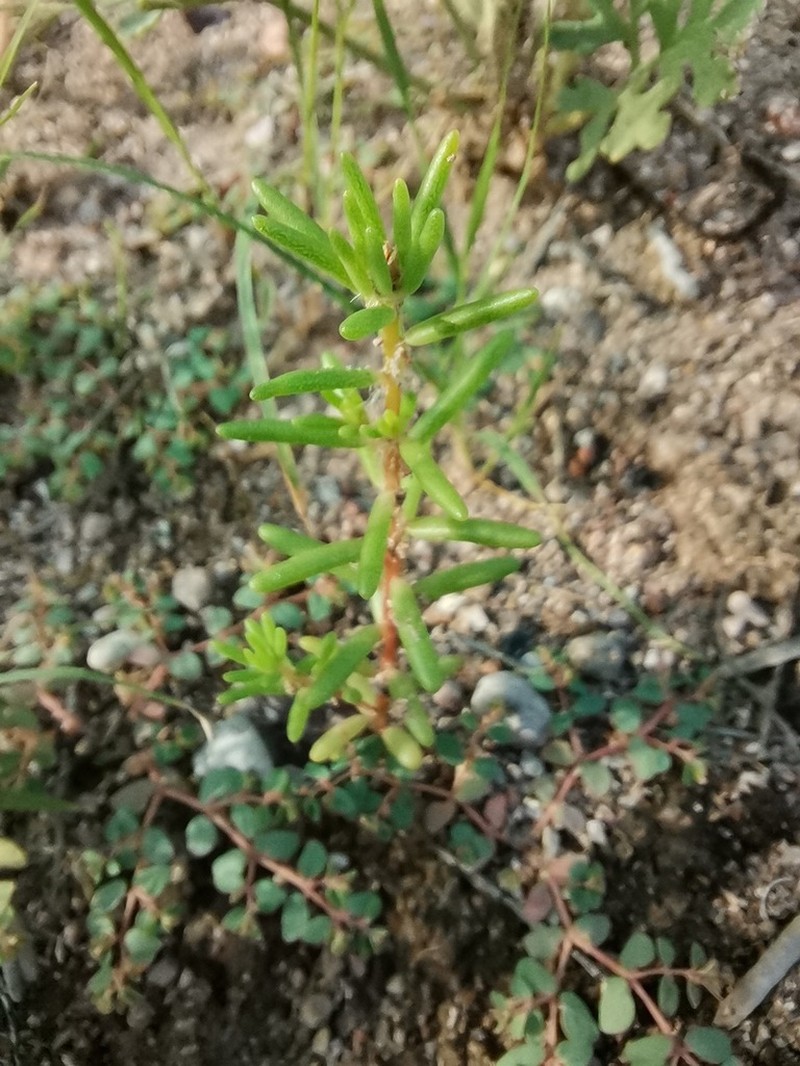 Silkcotton Purslane photo 6