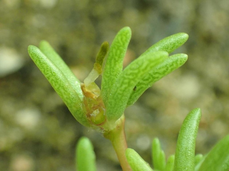 Silkcotton Purslane photo 7