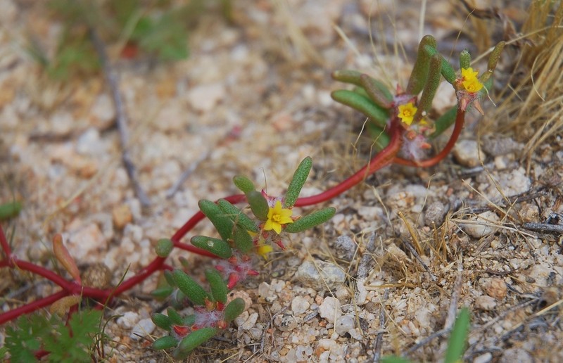 Silkcotton Purslane photo 8
