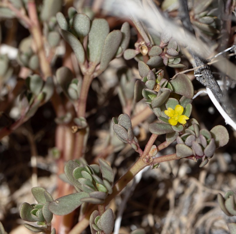 Portulaca impolita