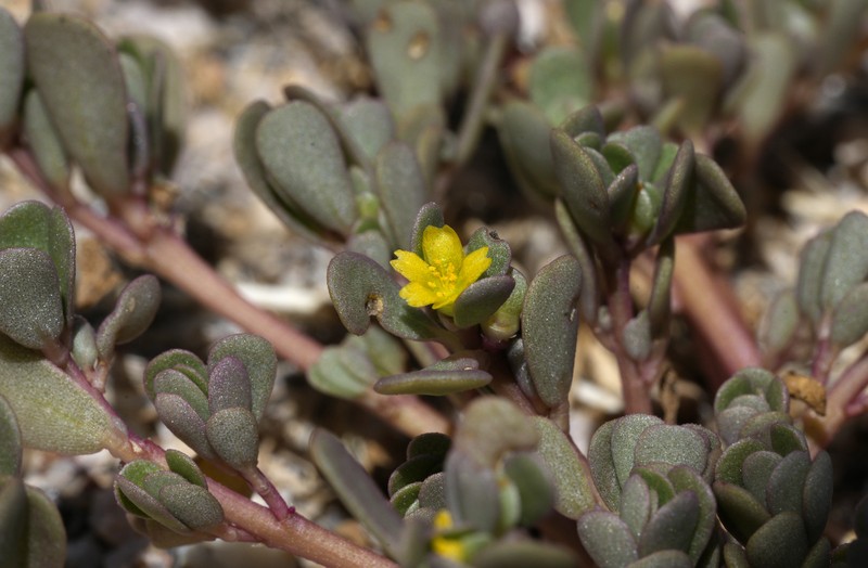 Portulaca impolita photo 2