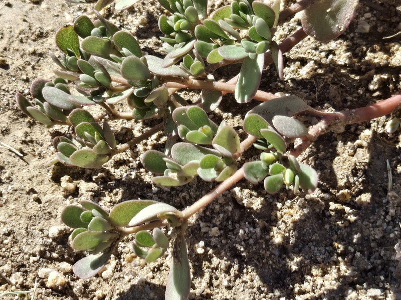 Portulaca impolita photo 4