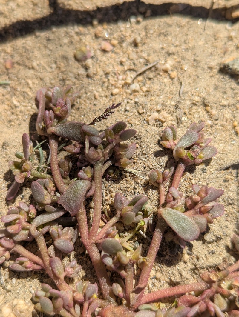 Portulaca impolita photo 5