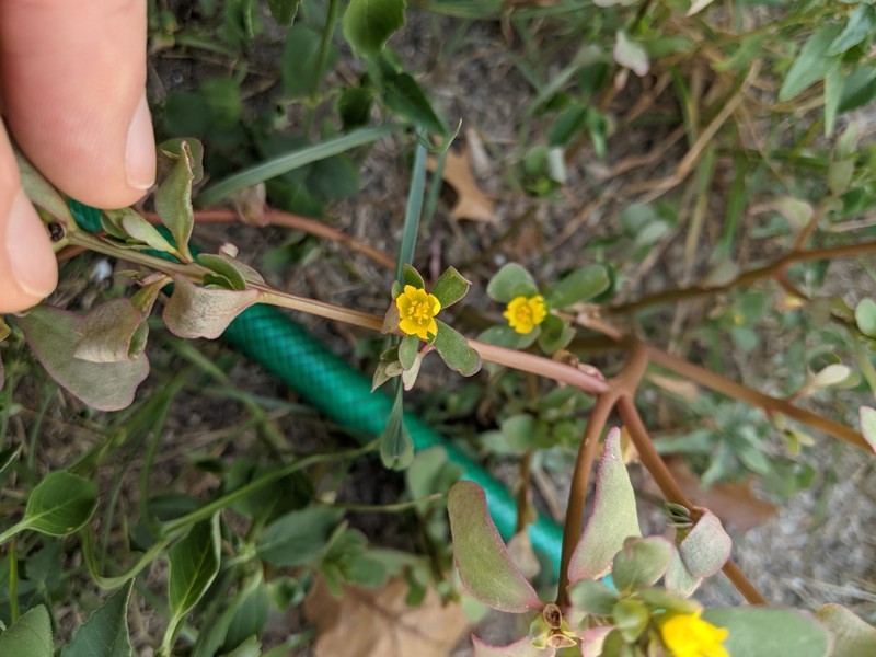 Portulaca impolita photo 6