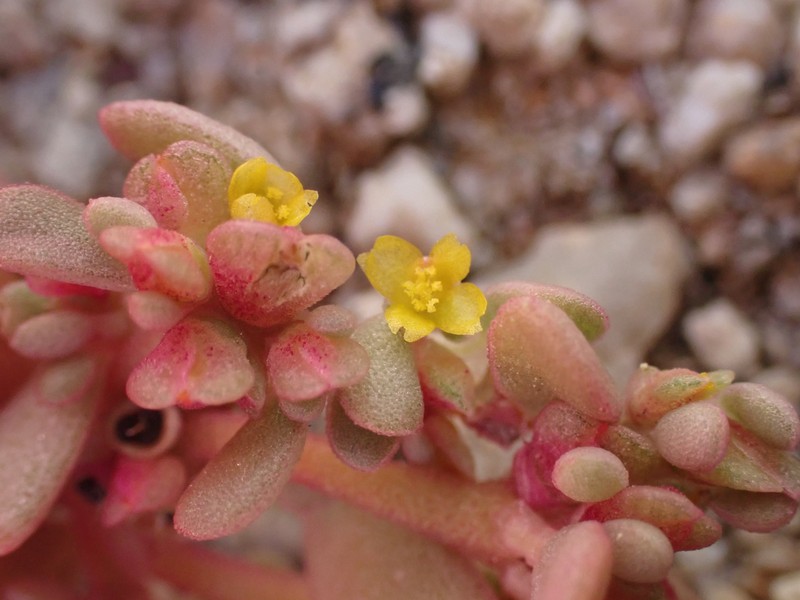 Portulaca impolita photo 7