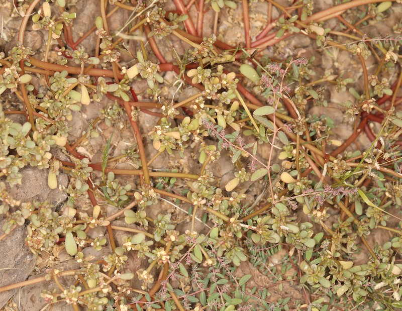 Portulaca impolita photo 8