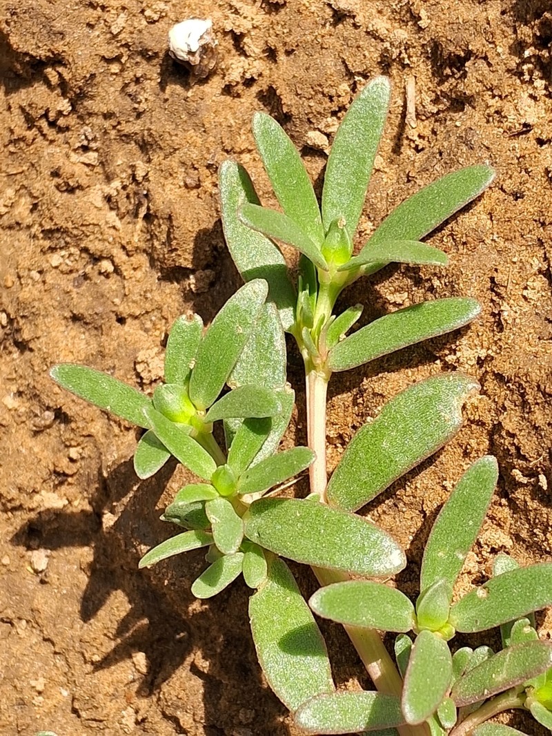 Portulaca linearifolia