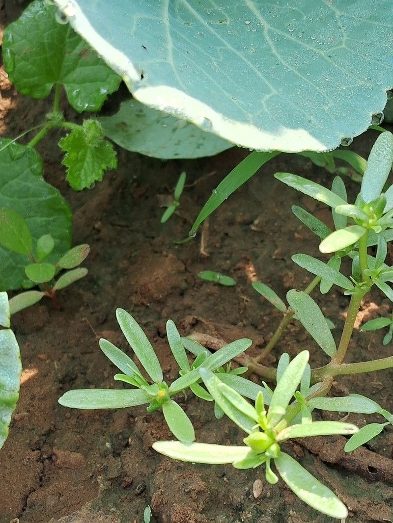 Portulaca linearifolia photo 2