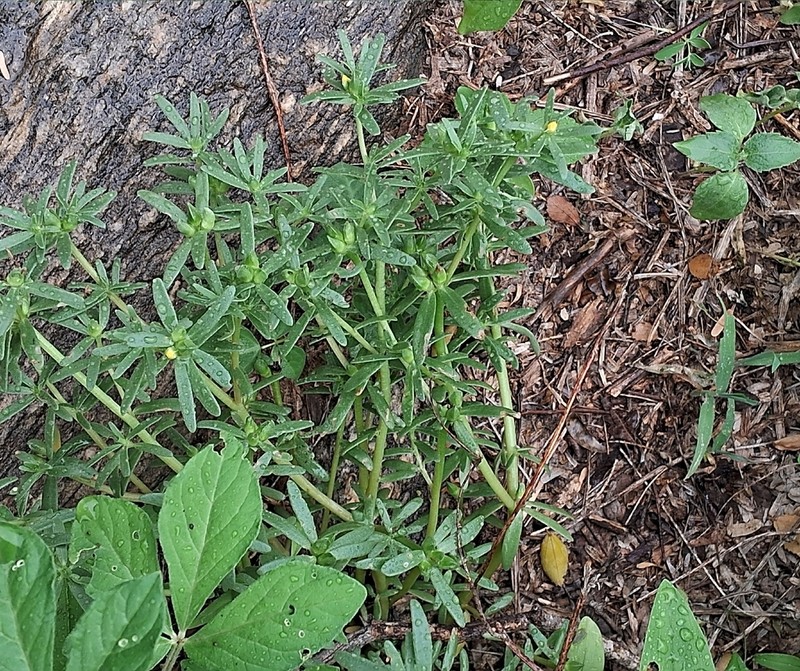 Portulaca linearifolia photo 3