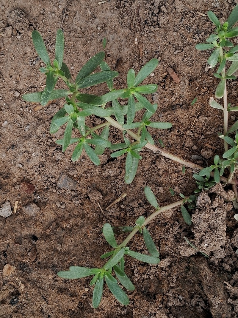 Portulaca linearifolia photo 4
