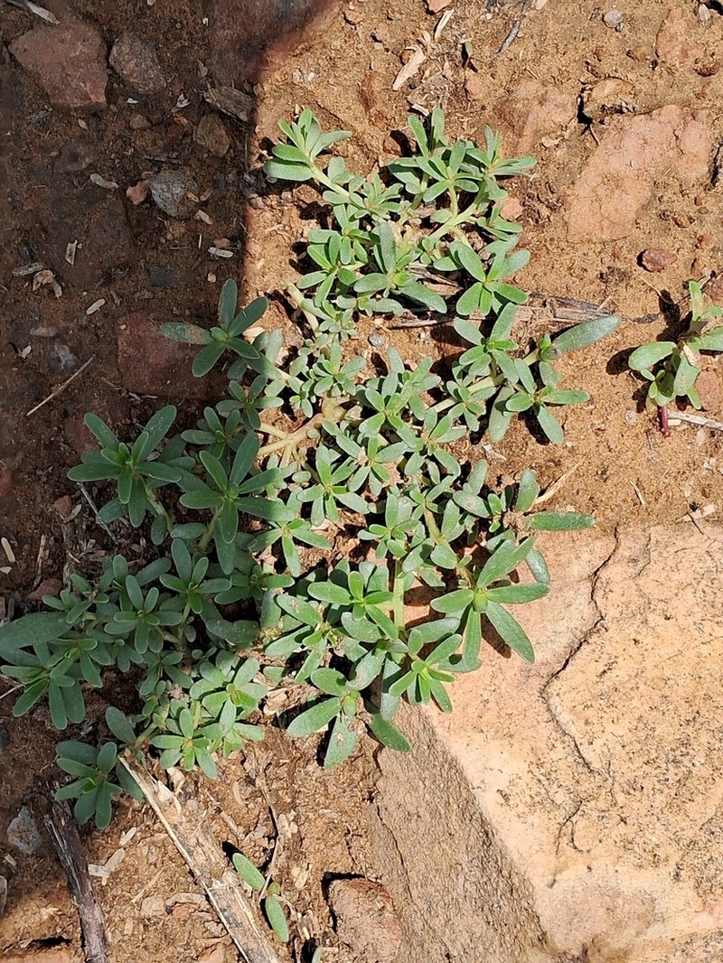 Portulaca linearifolia photo 5