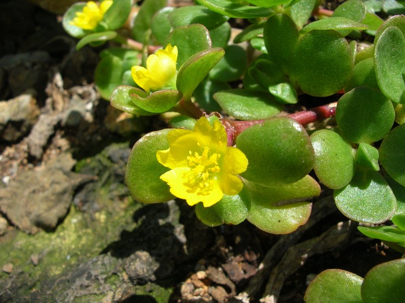 Native Yellow Purslane