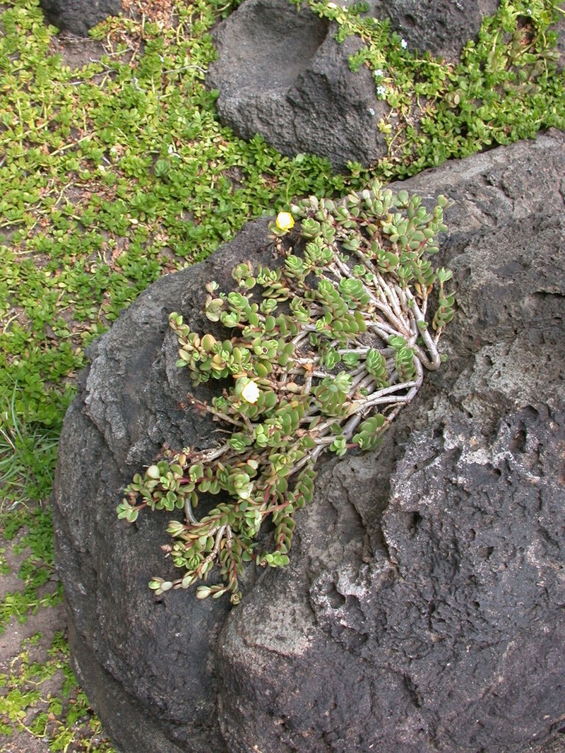 Native Yellow Purslane photo 2