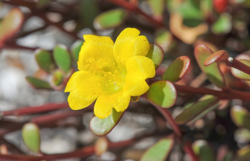 Native Yellow Purslane photo 3