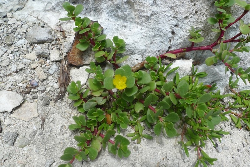 Native Yellow Purslane photo 4