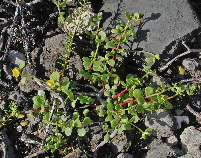 Native Yellow Purslane photo 5