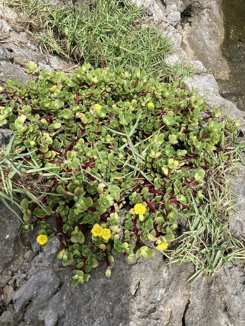 Native Yellow Purslane photo 6