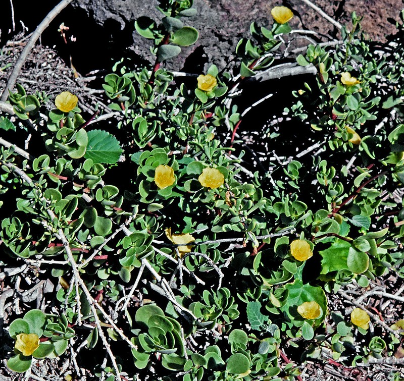 Native Yellow Purslane photo 7