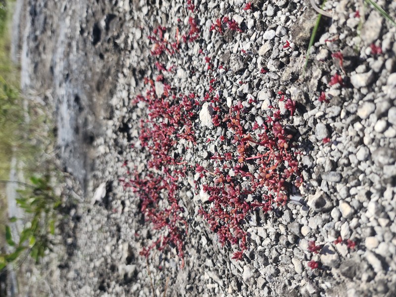 Tiny Purslane photo 2