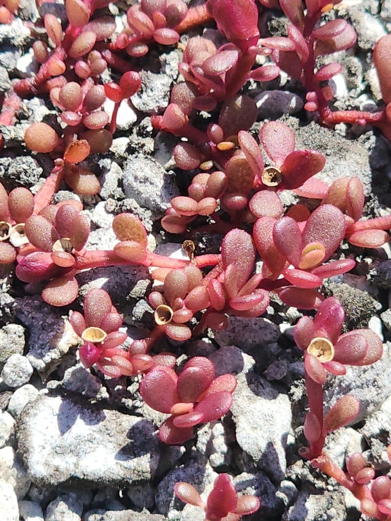 Tiny Purslane photo 3
