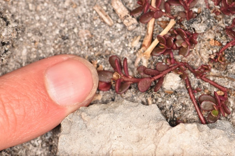Tiny Purslane photo 4