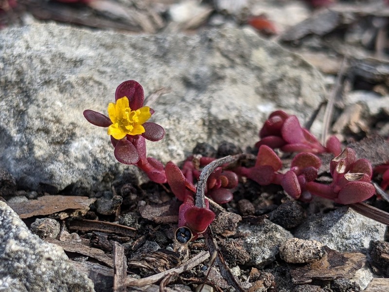 Tiny Purslane photo 5