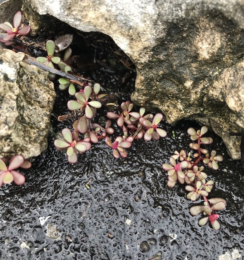 Tiny Purslane photo 6