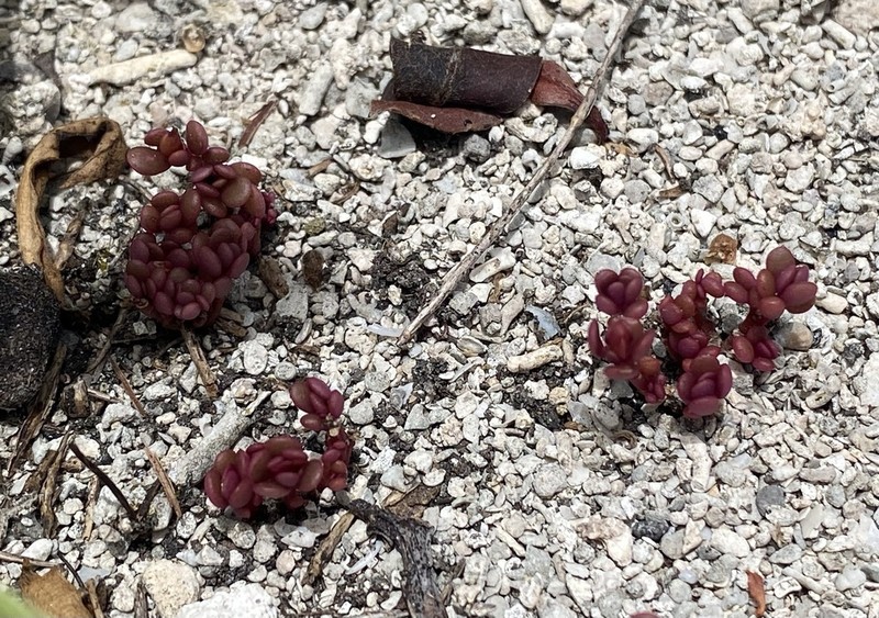 Tiny Purslane photo 7
