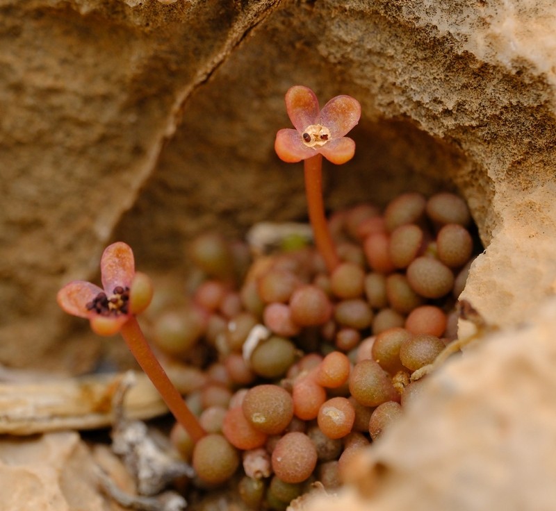 Portulaca monanthoides