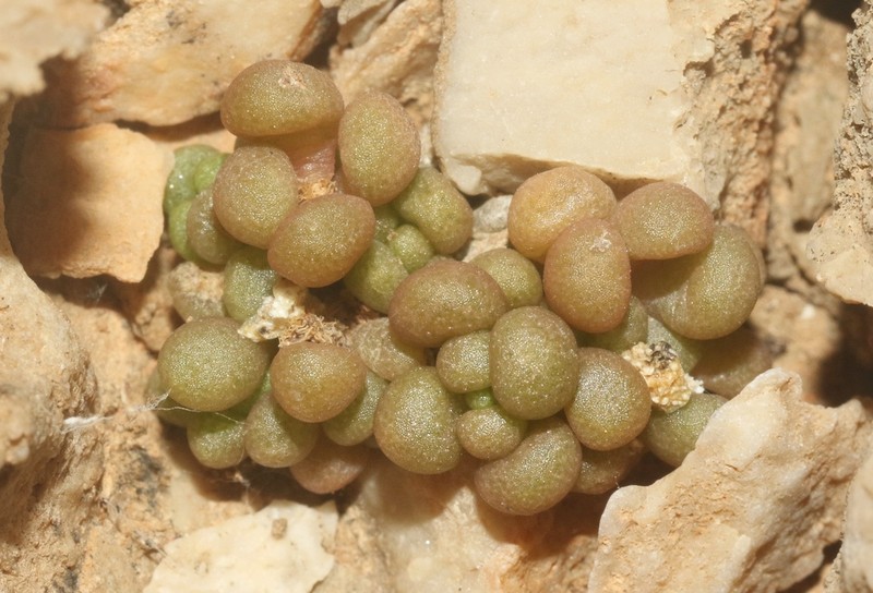 Portulaca monanthoides photo 2