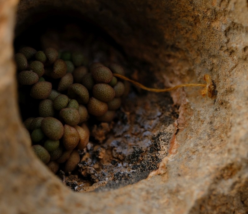 Portulaca monanthoides photo 3