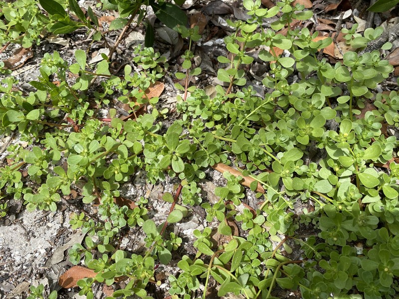 Portulaca nicaraguensis photo 3