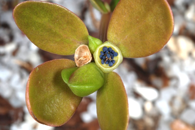Portulaca nicaraguensis photo 5