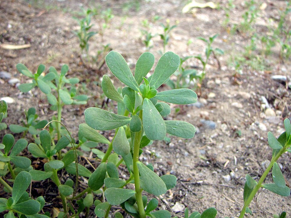 Little Hogweed
