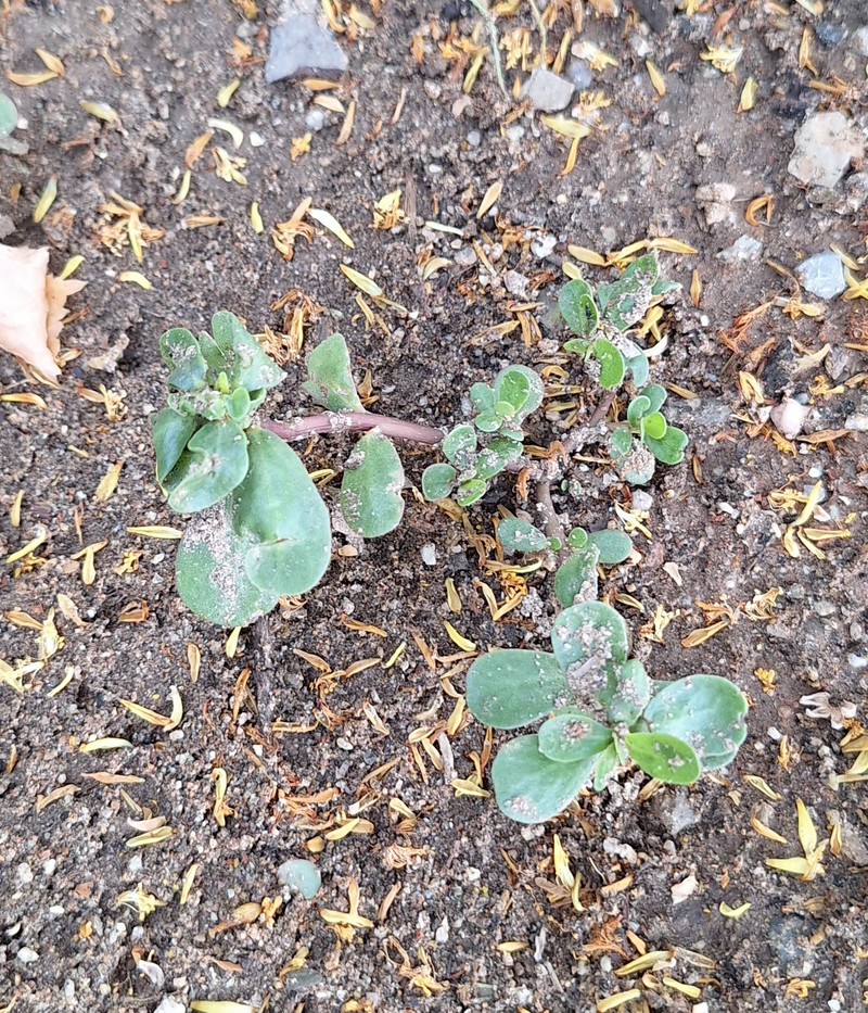 Portulaca oleracea var. oleracea