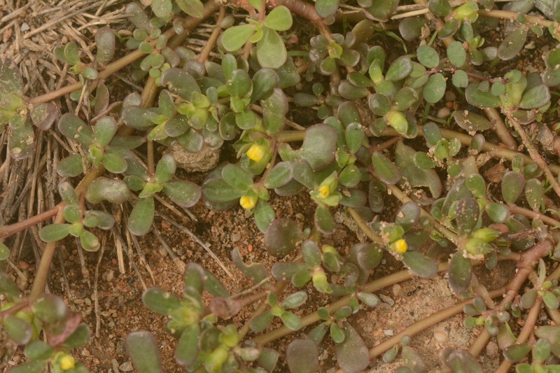 Portulaca oleracea var. oleracea photo 2