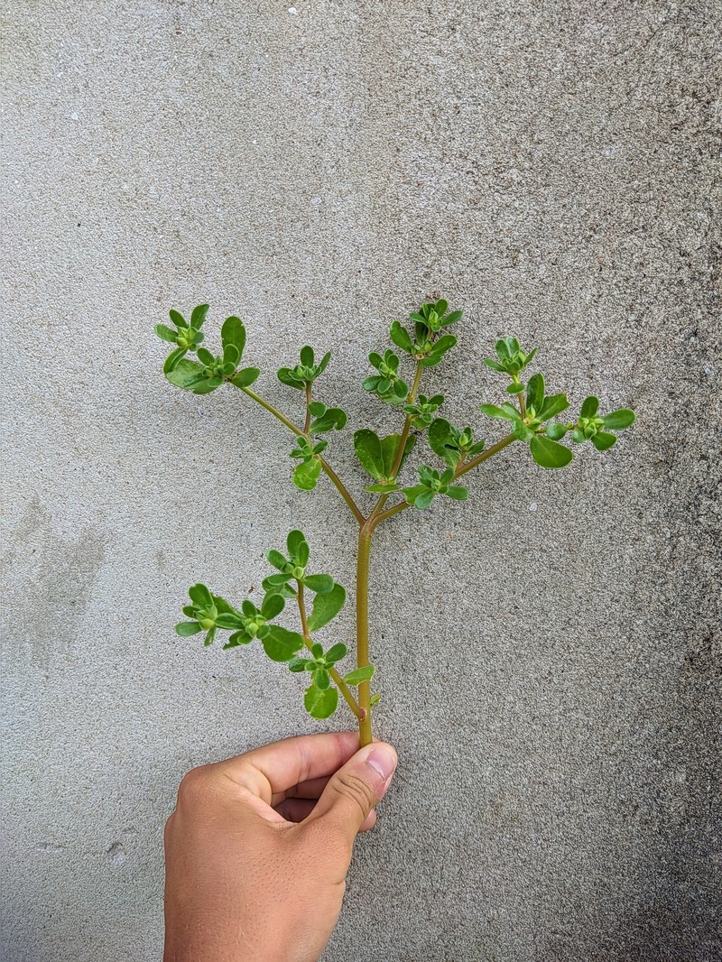 Portulaca oleracea var. oleracea photo 3