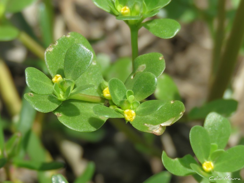 Portulaca oleracea var. oleracea photo 4