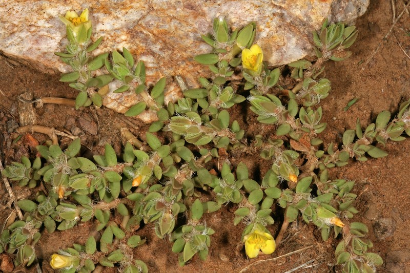 Chickenweed photo 2
