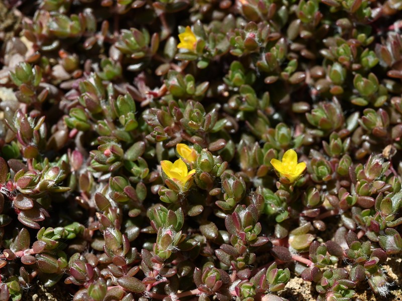 Chickenweed photo 4
