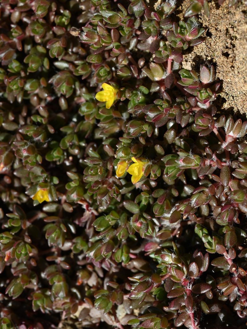 Chickenweed photo 5
