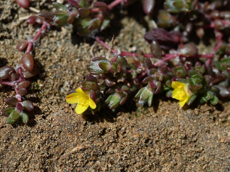 Chickenweed photo 6