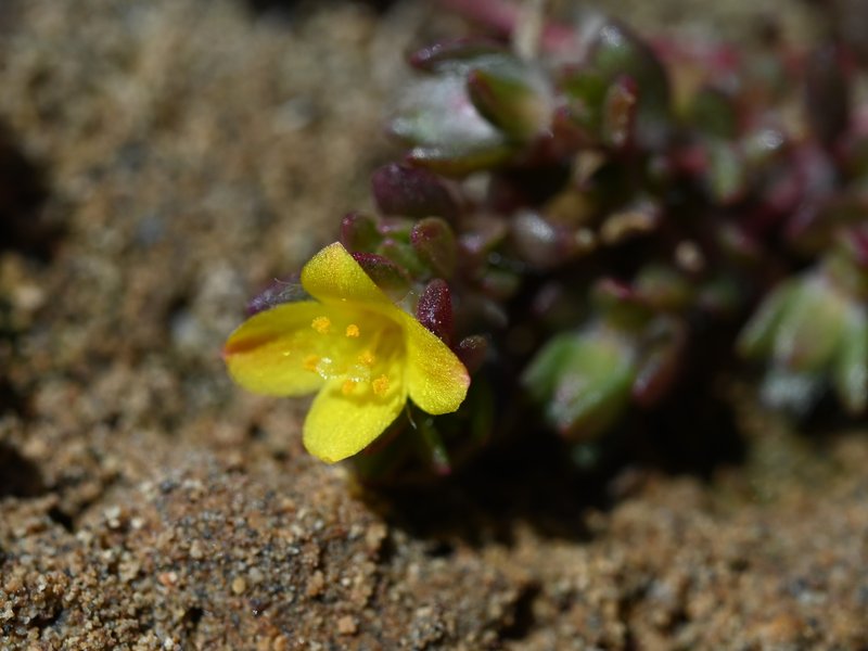 Chickenweed photo 7
