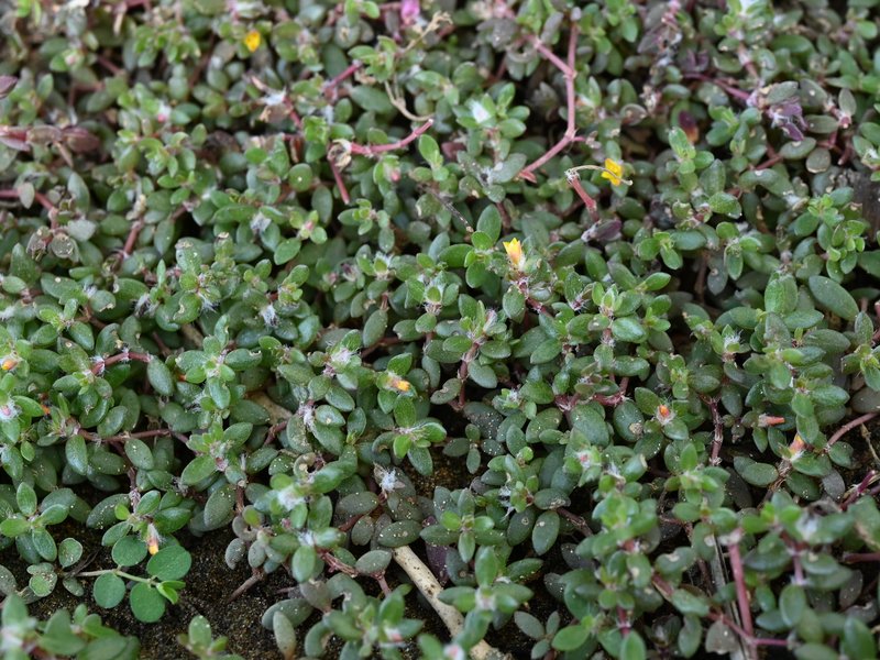 Chickenweed photo 8
