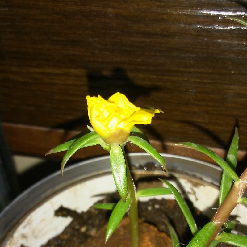 Redstem Purslane photo 2
