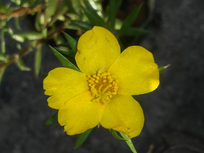 Redstem Purslane